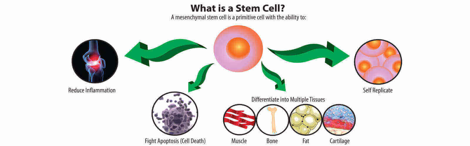 Stem Cell Treatment in Maryland
