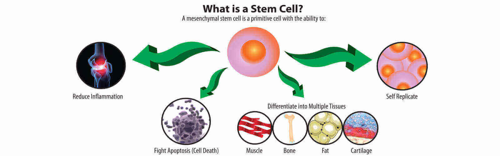 Stem Cell Treatment in Ireland